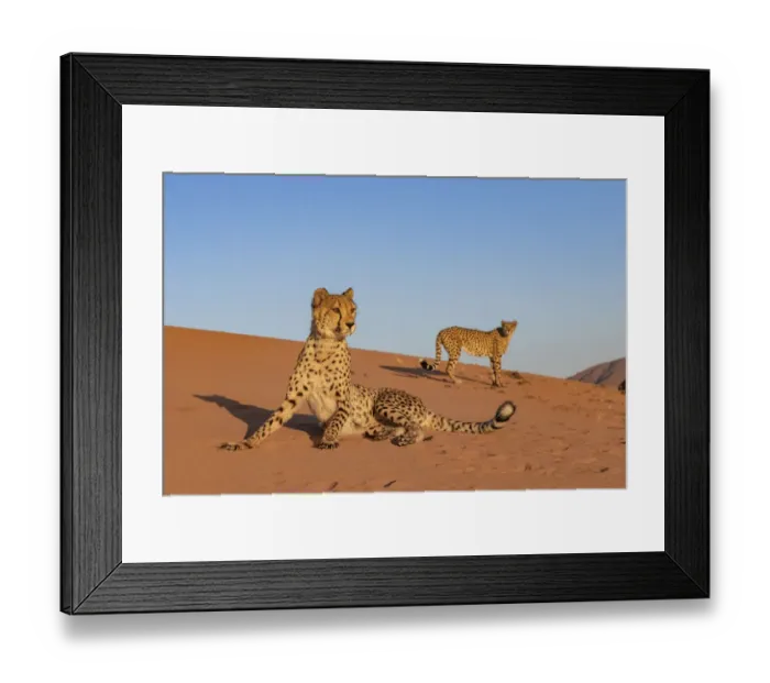 Framed Print : Cheetahs (Acinonyx jubatus) on alert, Private reserve, Namibia, Africa. Captive Framed Print : Cheetahs (Acinonyx jubatus) on alert, Private reserve, Namibia, Africa. Captive