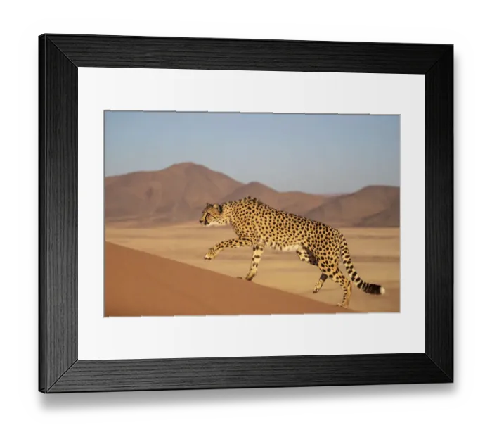 Framed Print : Cheetah (Acinonyx jubatus) walking, Private reserve, Namibia, Africa. Captive Framed Print : Cheetah (Acinonyx jubatus) walking, Private reserve, Namibia, Africa. Captive