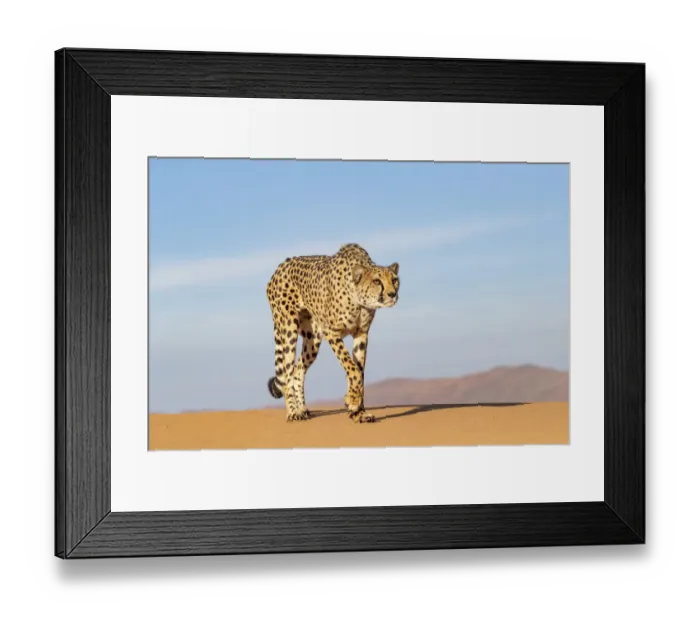 Framed Print : Cheetah (Acinonyx jubatus) walking, Private reserve, Namibia, Africa. Captive Framed Print : Cheetah (Acinonyx jubatus) walking, Private reserve, Namibia, Africa. Captive
