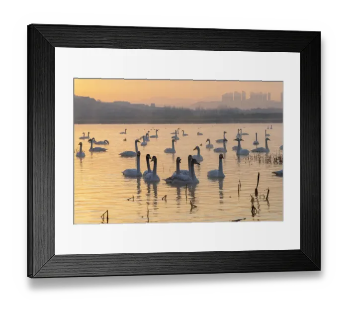 Framed Print : Whooper swans (Cygnus cygnus) at sunset, Sanmenxia, Henan province, China Framed Print : Whooper swans (Cygnus cygnus) at sunset, Sanmenxia, Henan province, China