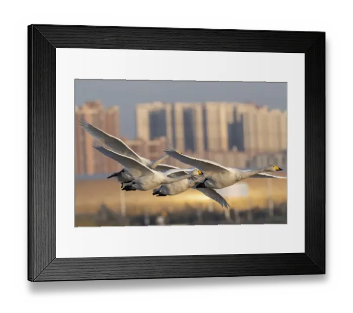 Framed Print : Whooper swans (Cygnus cygnus) in flight with cityscape behind, Sanmenxia, Henan province Framed Print : Whooper swans (Cygnus cygnus) in flight with cityscape behind, Sanmenxia, Henan province