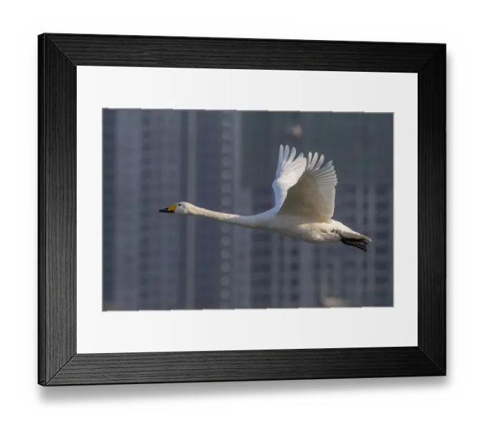 Framed Print : Whooper swan (Cygnus cygnus) in flight with buildings behind, Sanmenxia, Henan province