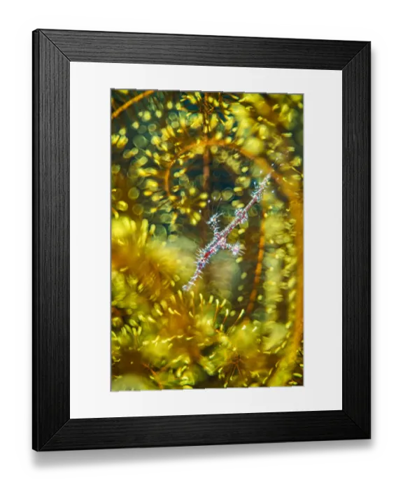 Framed Print : Ornate ghost pipefish (Solenostomus paradoxus), juvenile, hides within a crinoid Framed Print : Ornate ghost pipefish (Solenostomus paradoxus), juvenile, hides within a crinoid