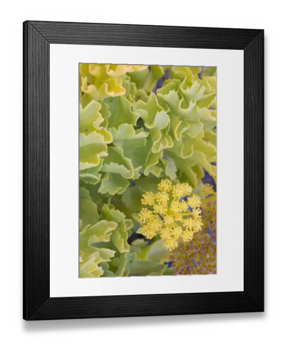 Framed Print : Canary samphire (Astydamia latifolia) close up of flowers and leaves, Punta del Teno Framed Print : Canary samphire (Astydamia latifolia) close up of flowers and leaves, Punta del Teno
