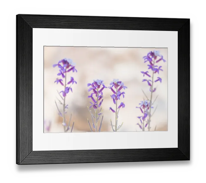 Framed Print : Teide wallflower (Erysimum scoparium) endemic to Tenerife, Teide National Park Framed Print : Teide wallflower (Erysimum scoparium) endemic to Tenerife, Teide National Park