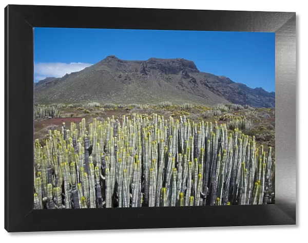 Hercules club  /  Canary Island Spurge (Euphorbia canariensis) in montane habitat
