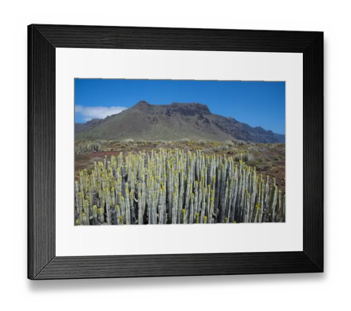 Framed Print : Hercules club / Canary Island Spurge (Euphorbia canariensis) in montane habitat Framed Print : Hercules club / Canary Island Spurge (Euphorbia canariensis) in montane habitat