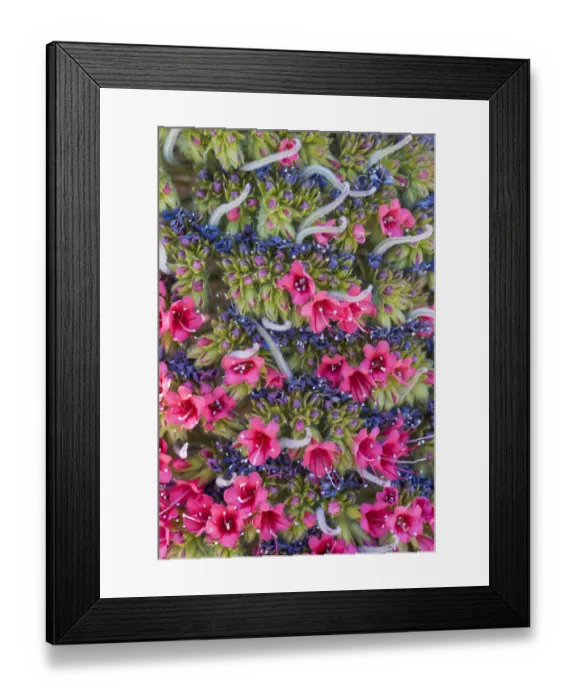 Framed Print : Red giant tajinaste / Mount Teide bugloss / Towers of jewels (Echium wildpretii Framed Print : Red giant tajinaste / Mount Teide bugloss / Towers of jewels (Echium wildpretii