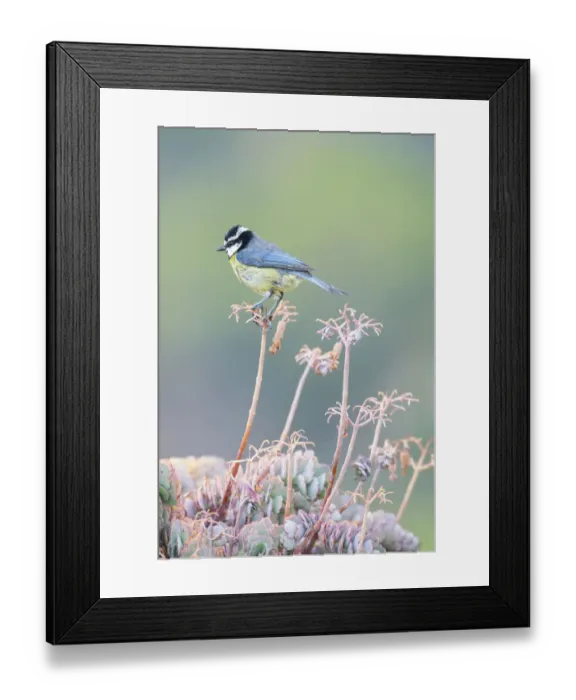 Framed Print : African blue tit (Cyanistes teneriffae) Tenerife, Canary Islands Framed Print : African blue tit (Cyanistes teneriffae) Tenerife, Canary Islands