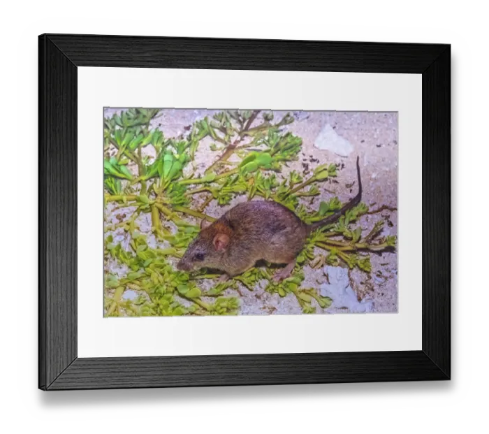 Framed Print : Bramble cay melomys (Melomys rubicola), a small rodent that was endemic to a small coral Framed Print : Bramble cay melomys (Melomys rubicola), a small rodent that was endemic to a small coral