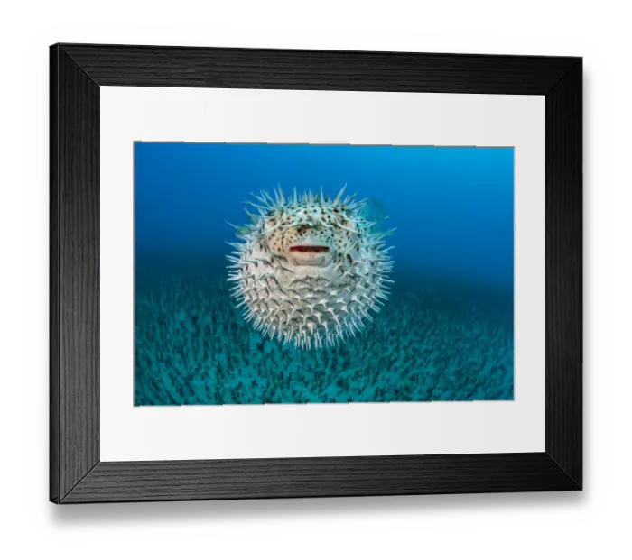Framed Print : Spotted Porcupine fish (Diodon hystrix) inflated, displaying defensive behaviour Framed Print : Spotted Porcupine fish (Diodon hystrix) inflated, displaying defensive behaviour