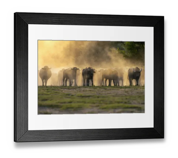 Framed Print : Herd of domestic Water buffalo (Bubalus arnee) in dust at dusk, Lake Kerkini area, Greece Framed Print : Herd of domestic Water buffalo (Bubalus arnee) in dust at dusk, Lake Kerkini area, Greece