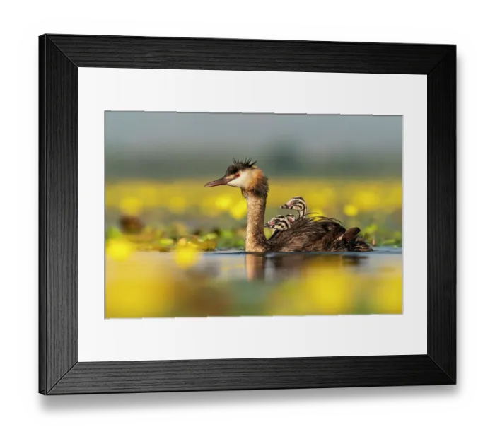 Framed Print : Great crested grebe (Podiceps cristatus) with young chicks on the back among Fringed water lilies (Nymphoides peltata) Lake Kerkini, Greece, July Framed Print : Great crested grebe (Podiceps cristatus) with young chicks on the back among Fringed water lilies (Nymphoides peltata) Lake Kerkini, Greece, July