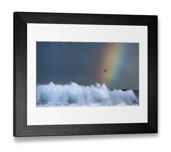 Framed Print : Greater crested tern (Thalasseus bergii) flying over a breaking waves on a stormy day Framed Print : Greater crested tern (Thalasseus bergii) flying over a breaking waves on a stormy day