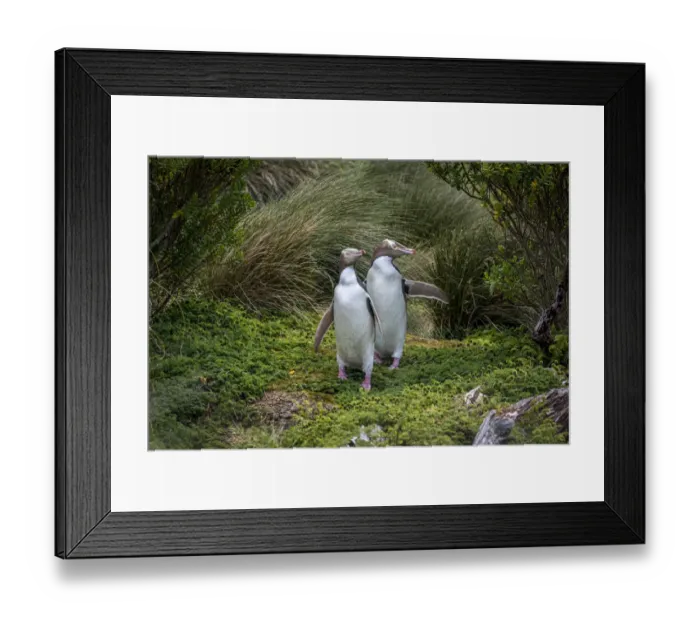 Framed Print : Two Yellow-eyed penguins (Megadyptes antipodes) emerging from the grasses, Enderby Island Framed Print : Two Yellow-eyed penguins (Megadyptes antipodes) emerging from the grasses, Enderby Island
