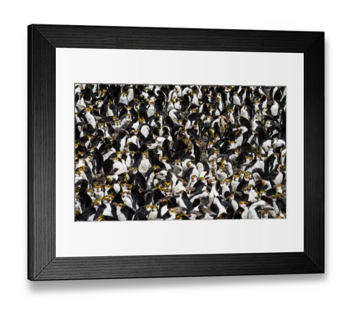 Framed Print : Royal penguin (Eudyptes schlegeli) colony, Macquarie Island, Australian Territory Framed Print : Royal penguin (Eudyptes schlegeli) colony, Macquarie Island, Australian Territory