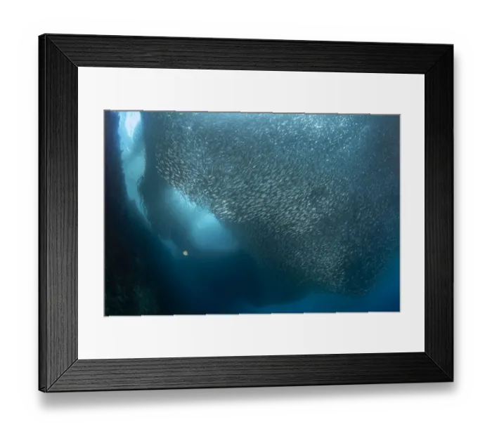 Framed Print : A massive school of millions of sardines (Sardina pilchardus), Moalboal, Cebu Framed Print : A massive school of millions of sardines (Sardina pilchardus), Moalboal, Cebu