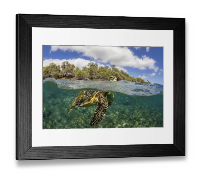 Framed Print : A Green sea turtle (Chelonia mydas) at surface to breathe, over shallow reef Framed Print : A Green sea turtle (Chelonia mydas) at surface to breathe, over shallow reef
