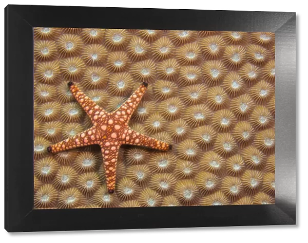 An Elegant starfish (Fromia elegans) on hard coral, Fiji