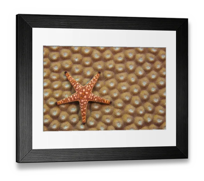 Framed Print : An Elegant starfish (Fromia elegans) on hard coral, Fiji Framed Print : An Elegant starfish (Fromia elegans) on hard coral, Fiji