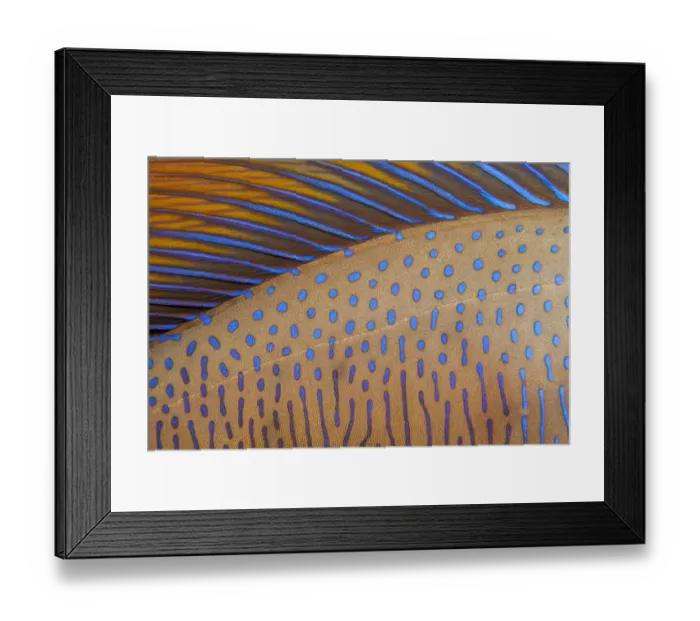 Framed Print : Close up of skin and dorsal fin of a Bignose unicornfish (Naso vlamingii Framed Print : Close up of skin and dorsal fin of a Bignose unicornfish (Naso vlamingii