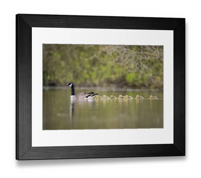 Framed Print : Gaggle of Canada goose (Branta canadensis) goslings, following adulton a lake, Devon, UK Framed Print : Gaggle of Canada goose (Branta canadensis) goslings, following adulton a lake, Devon, UK