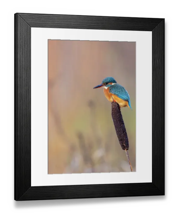 Framed Print : Common kingfisher (Alcedo atthis) perched on a bulrush, Devpm, UK, November Framed Print : Common kingfisher (Alcedo atthis) perched on a bulrush, Devpm, UK, November