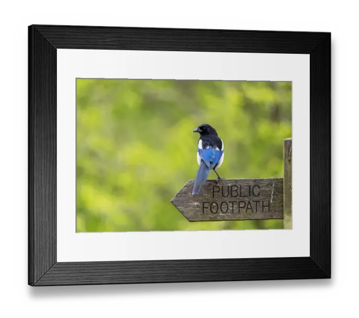 Framed Print : Magpie (Pica pica) perched on a public footpath sign, Essex, UK, April Framed Print : Magpie (Pica pica) perched on a public footpath sign, Essex, UK, April