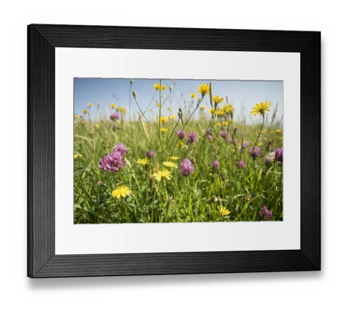 Framed Print : Flower-rich grassland with Red clover (Trifolium pratense) beside Jurassic Coast path Framed Print : Flower-rich grassland with Red clover (Trifolium pratense) beside Jurassic Coast path