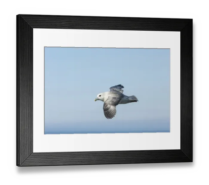 Framed Print : Fulmar (Fulmarus glacialis) in flight against sky, Orkney, Scotland, UK, May Framed Print : Fulmar (Fulmarus glacialis) in flight against sky, Orkney, Scotland, UK, May