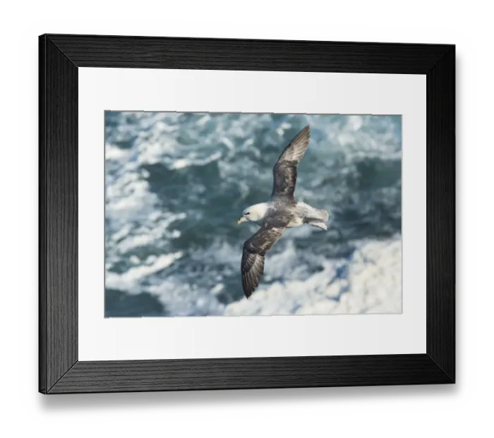 Framed Print : Looking down on Fulmar (Fulmarus glacialis) soaring above choppy sea, Orkney, Scotland Framed Print : Looking down on Fulmar (Fulmarus glacialis) soaring above choppy sea, Orkney, Scotland