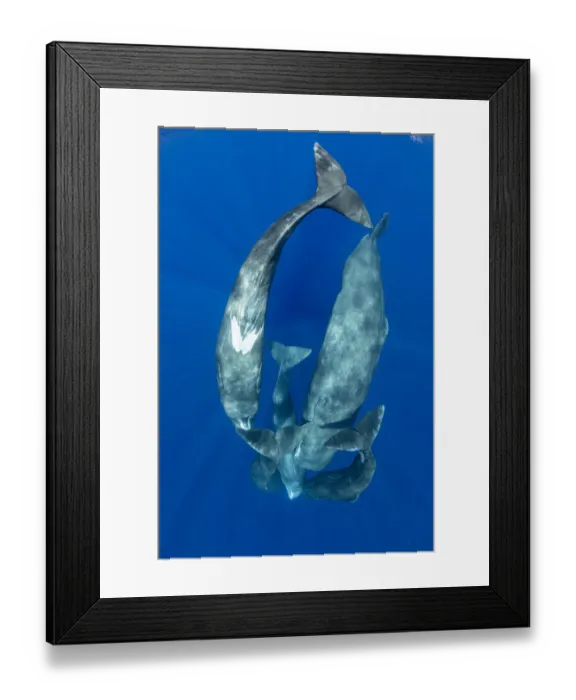 Framed Print : Sperm whale (Physeter macrocephalus) pod socialising viewed from above, Dominica Framed Print : Sperm whale (Physeter macrocephalus) pod socialising viewed from above, Dominica