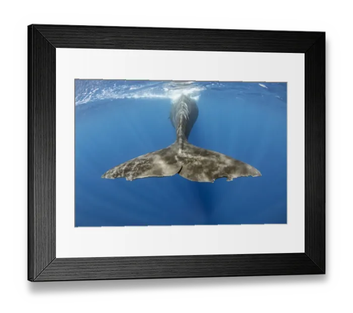 Framed Print : Sperm whale (Physeter macrocephalus) underwater shot of tail fluke of surfacing whale Framed Print : Sperm whale (Physeter macrocephalus) underwater shot of tail fluke of surfacing whale