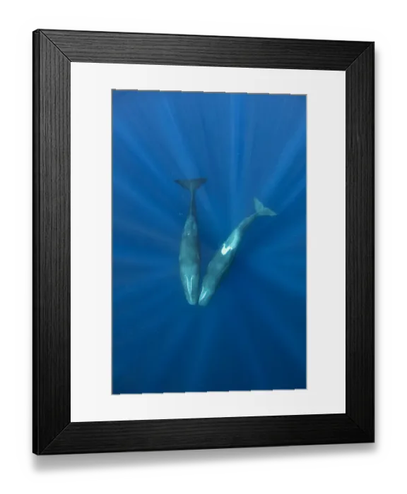 Framed Print : Sperm whales (Physeter macrocephalus) two whales with heads touching, Dominica Framed Print : Sperm whales (Physeter macrocephalus) two whales with heads touching, Dominica