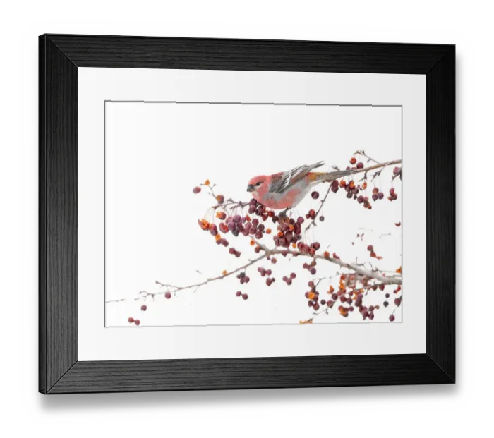 Framed Print : Male Pine grosbeak (Pinicola enucleator) perched on branch among Crabapple (Malus sp Framed Print : Male Pine grosbeak (Pinicola enucleator) perched on branch among Crabapple (Malus sp
