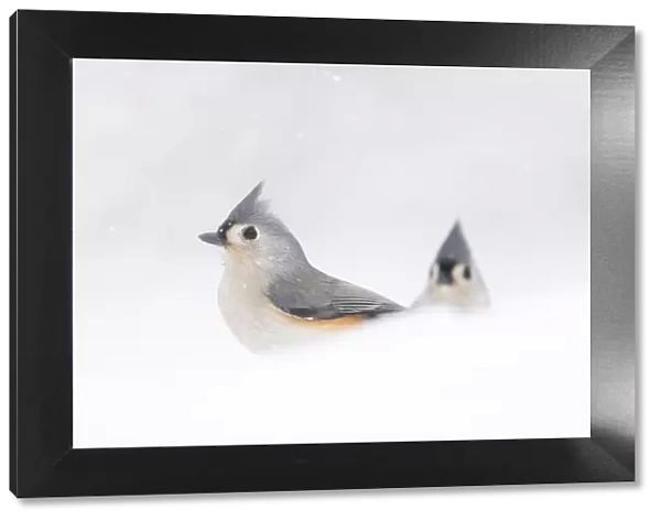 Two adult Tufted titmice (Baeolophus bicolor) surrounded by snow, winter, New York, USA