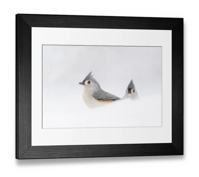 Framed Print : Two adult Tufted titmice (Baeolophus bicolor) surrounded by snow, winter, New York, USA Framed Print : Two adult Tufted titmice (Baeolophus bicolor) surrounded by snow, winter, New York, USA