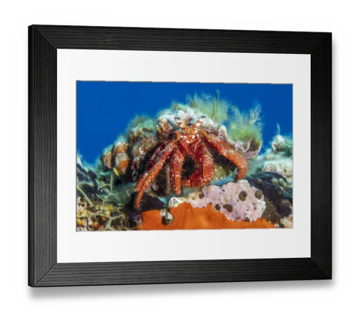Framed Print : Hermit crab (Dardanus calidus) Vis Island, Croatia, Adriatic Sea, Mediterranean Framed Print : Hermit crab (Dardanus calidus) Vis Island, Croatia, Adriatic Sea, Mediterranean