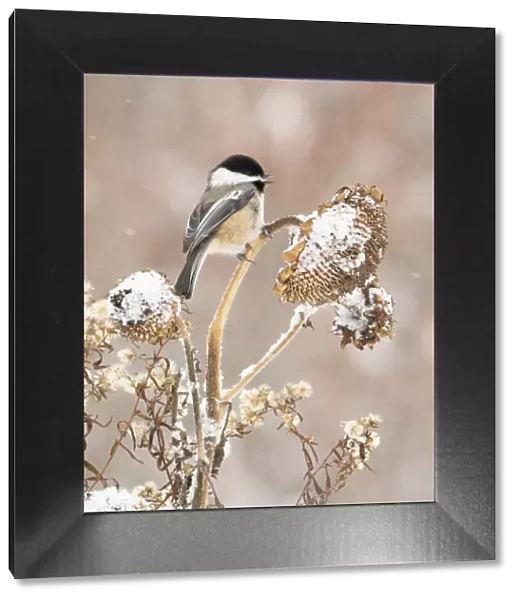 Black-capped chickadee (Poecile atricapillus) perched on snow-covered
