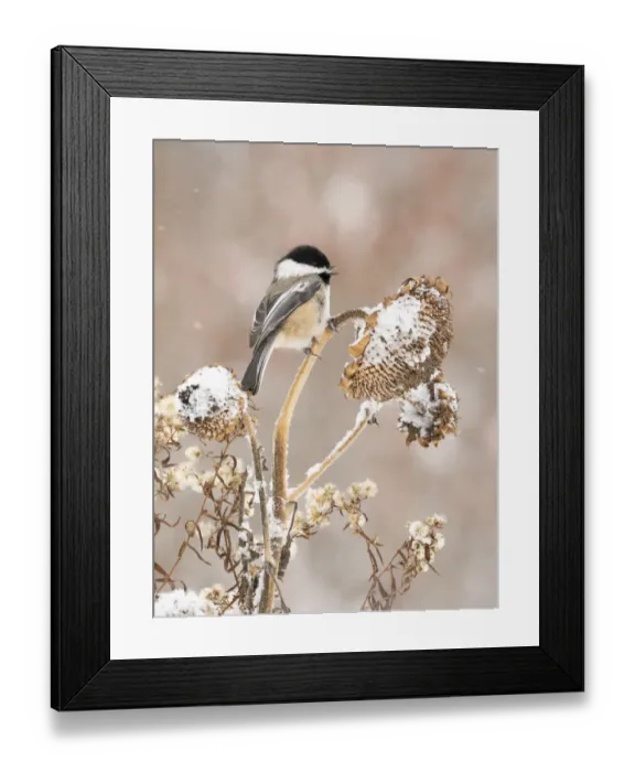 Framed Print : Black-capped chickadee (Poecile atricapillus) perched on snow-covered Framed Print : Black-capped chickadee (Poecile atricapillus) perched on snow-covered