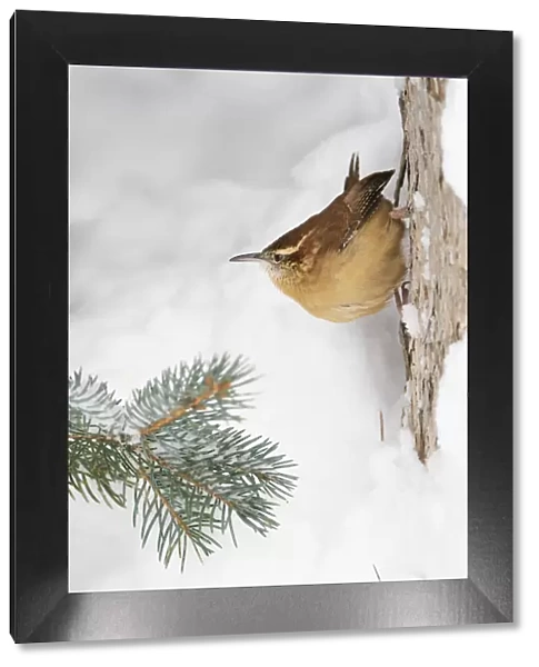 Carolina wren (Thryothorus ludovicianus) clinging to the side of a snow covered tree