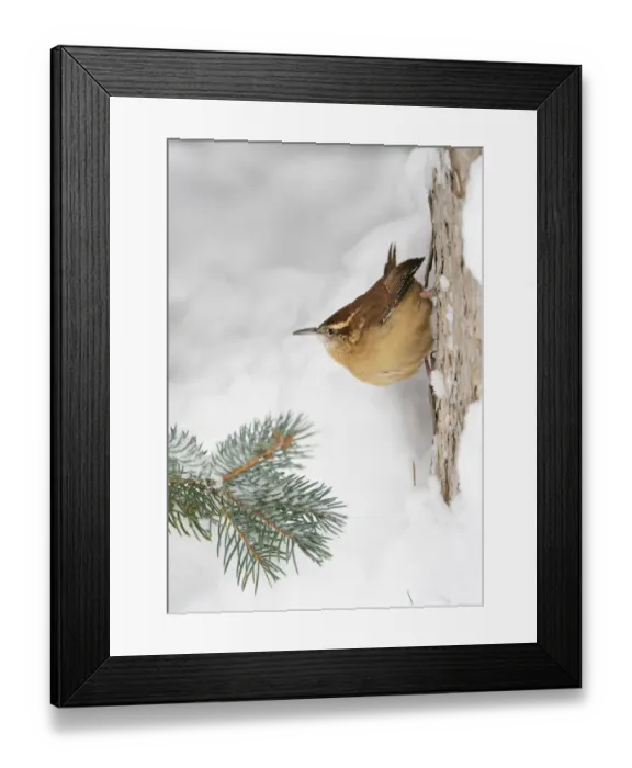Framed Print : Carolina wren (Thryothorus ludovicianus) clinging to the side of a snow covered tree