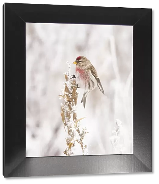 Male Common Redpoll (Acanthis flammea) perched on snow-covered dead stem of Evening