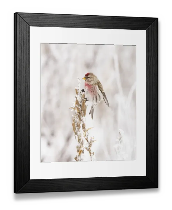 Framed Print : Male Common Redpoll (Acanthis flammea) perched on snow-covered dead stem of Evening Framed Print : Male Common Redpoll (Acanthis flammea) perched on snow-covered dead stem of Evening