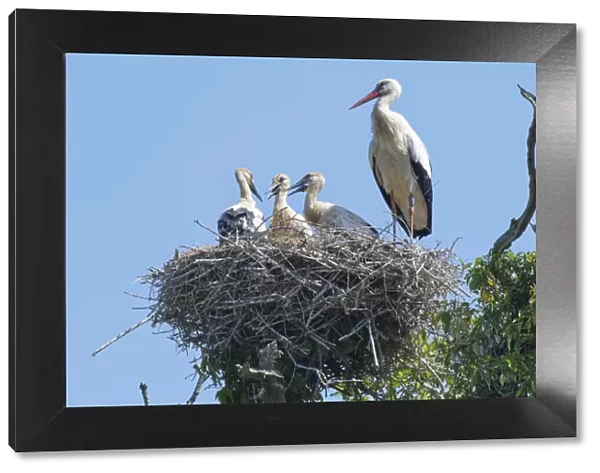 Adult White stork (Ciconia ciconia) standing beside three large chicks on their nest