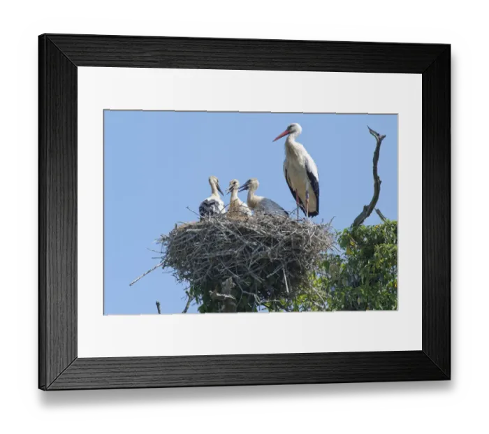 Framed Print : Adult White stork (Ciconia ciconia) standing beside three large chicks on their nest Framed Print : Adult White stork (Ciconia ciconia) standing beside three large chicks on their nest