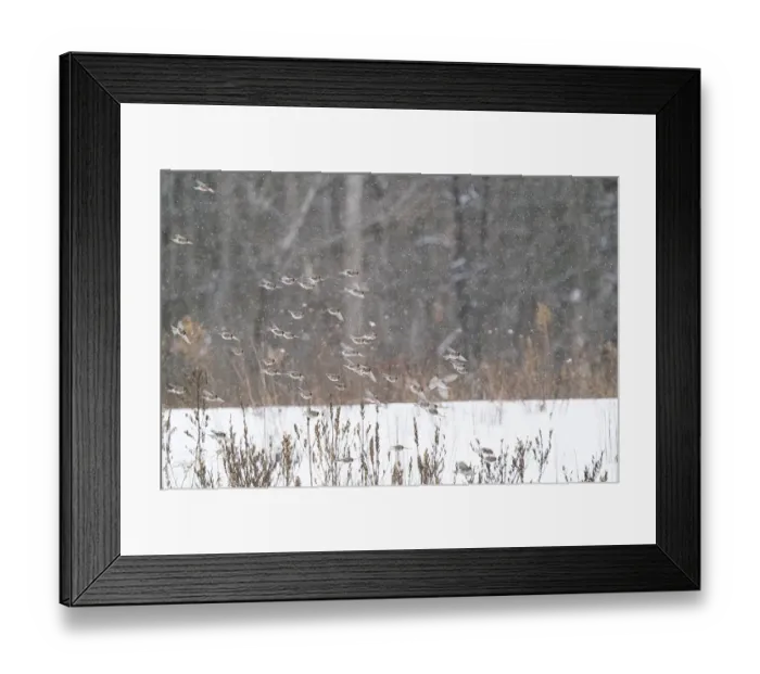 Framed Print : Common redpolls (Acanthis flammea) flock in flight during snowstorm, New York, USA Framed Print : Common redpolls (Acanthis flammea) flock in flight during snowstorm, New York, USA
