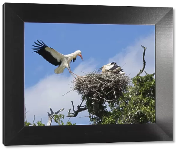 White stork (Ciconia ciconia) flying back to its nest in Oak (Quercus robur