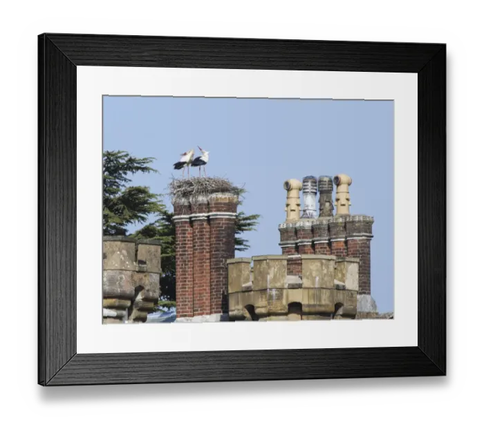 Framed Print : White stork (Ciconia ciconia) pair displaying on their nest built on the chimneys of Framed Print : White stork (Ciconia ciconia) pair displaying on their nest built on the chimneys of