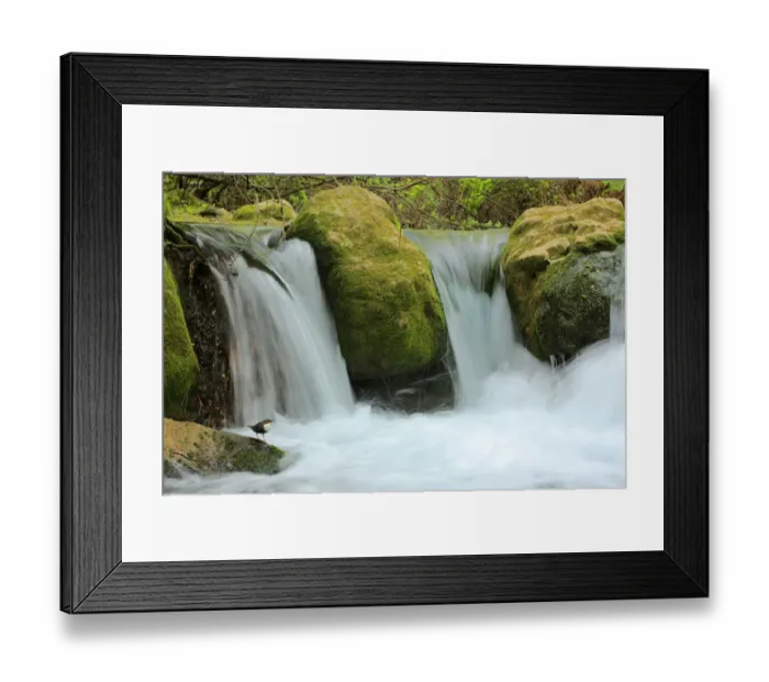 Framed Print : Dipper (Cinclus cinclus) in river habitat, with waterfalls Framed Print : Dipper (Cinclus cinclus) in river habitat, with waterfalls